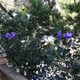 Mountain laurel is in full bloom right now.